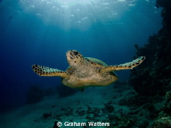 A turtle shot in Sharks Bay Egypt by Graham Watters 
